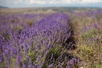Obraz premium lavender