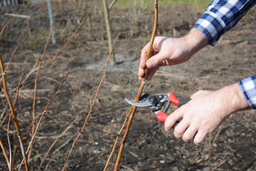 Gardener hands cutting red raspberry plant bush with bypass secateurs. Pruning Fruit Tree with Copy Space.