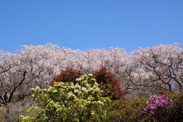 Naklejka premium Japanese cherry blossoms under blue sky