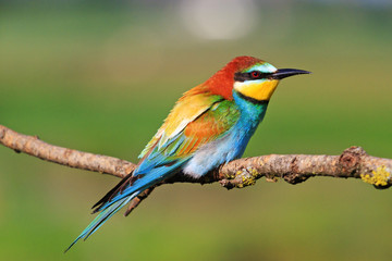 beautiful color exotic bird with colors range of feathers