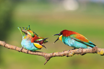 birds of paradise clarifies the relationship