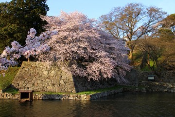 彦根城の桜