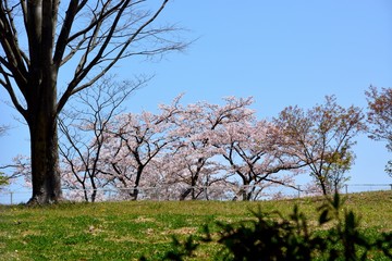 Obraz premium Japanese cherry blossoms under blue sky