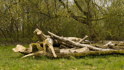 Baumstamm und Äste von einem gefällten Baum im Park