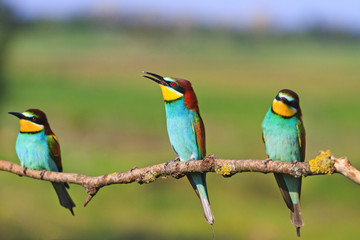 three bee-eaters sitting on a branch