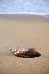 Jellyfish on the Sand