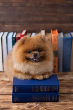 Clever pomeranian dog with a book. A dog sheltered in a blanket with a book. Serious dog. Dog in a library