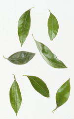 Bush Shrub Tree leaf