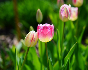 Pair of pink and white tulips closely together
