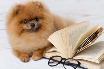 Clever pomeranian dog with a book. A dog sheltered in a blanket with a book. Serious dog with...