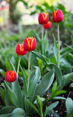Close up view of red and yellow tulips with green background