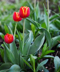 Close up view of red and yellow tulips with green background
