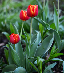Close up view of red and yellow tulips with green background