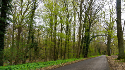 Weg durch einen Park bei bedecktem Himmel im Frühling