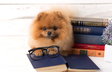 Clever pomeranian dog with a book. A dog sheltered in a blanket with a book. Serious dog with...