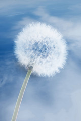 Obraz premium Pappus de pissenlit