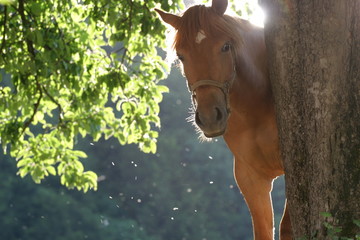 Horse near the tree