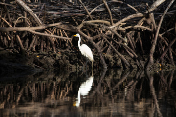 République Dominicaine - parc Los Haitises
