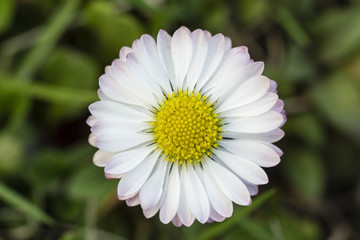 Obraz premium Daisy flowers in macro detail.