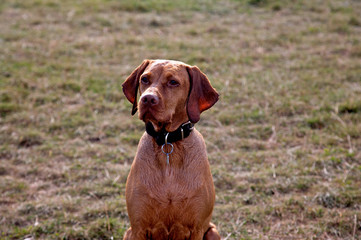 a wonderful vizsla dog