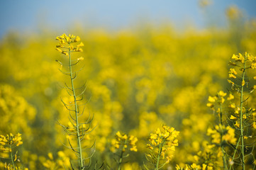 Obraz premium Rapeseed field, Blooming canola flowers