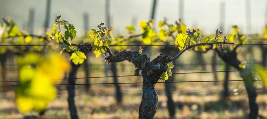 Gartenposter Weinberg Erste Frühlingsblätter auf einem gitterförmigen Weinstock, der im Weinberg wächst