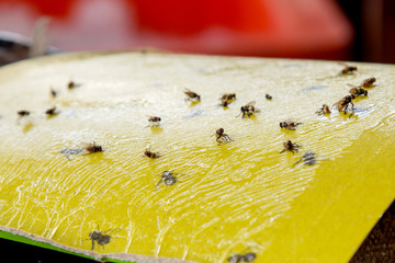 Protection from flies on food - 144331692