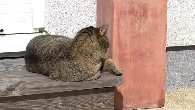 Unser grau gestreifter Kater "Tiger" genie&szlig;t die Ruhe