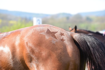 Quarter Marks on a race horse