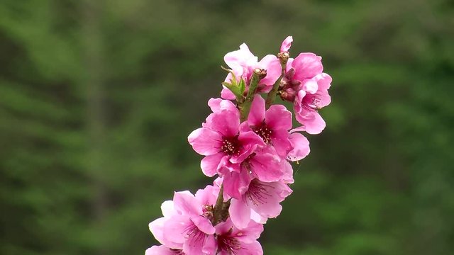 Pfirsichbl&uuml;ten zittern im Fr&uuml;hlingswind