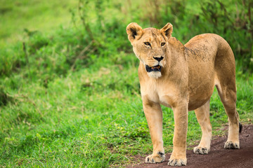 Fototapeta na wymiar Closeup of lioness