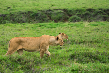 Closeup of lioness