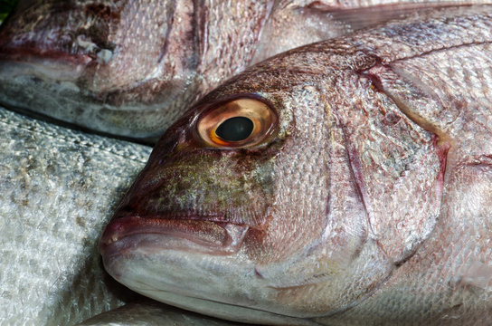 Pesce Azzurro