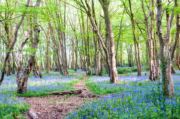 Bluebells growing wild in the sunny forest