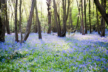 Bluebells growing wild in the sunny forest