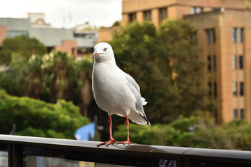 Sea gull in Sydney