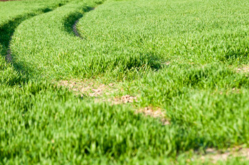 vehicle tracks through a country meadow