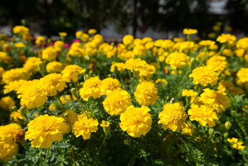 Yellow marigolds or tagetes outdoors