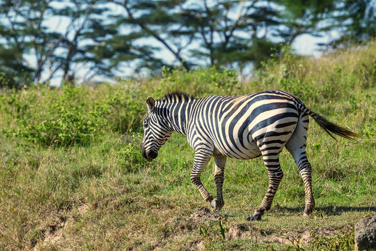 Zebra grazing in savanna