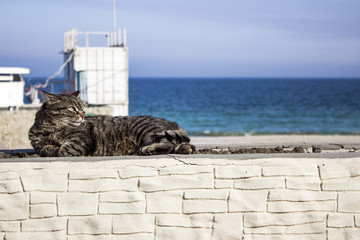 Obraz premium Cute cat sit on the stone with seaside background