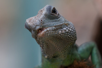 Lizard