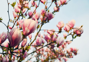 Close up view of blooming Magnolia in Spring in Germany