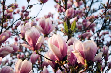 Obraz premium Close up view of blooming Magnolia in Spring in Germany