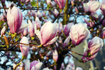 Close up view of blooming Magnolia in Spring in Germany