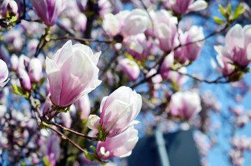 Fototapeta premium Close up view of blooming Magnolia in Spring in Germany