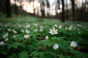 Spring awakening of flowers and vegetation in forest on sunset