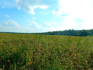 Field and agriculture