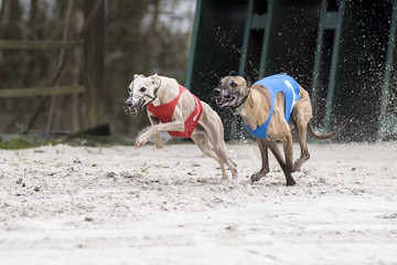 course de l&eacute;vriers