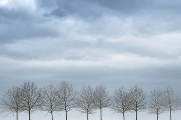 arbre branche alignement silhouette tronc ciel orage orageux paysage campagne graphique géométrique aligné hiver saison pluie météo chargé bleu