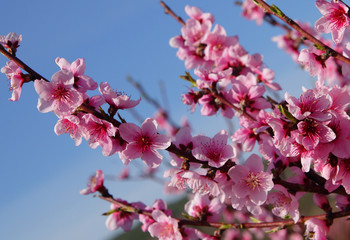 Closeup of beautiful blooming peach tree